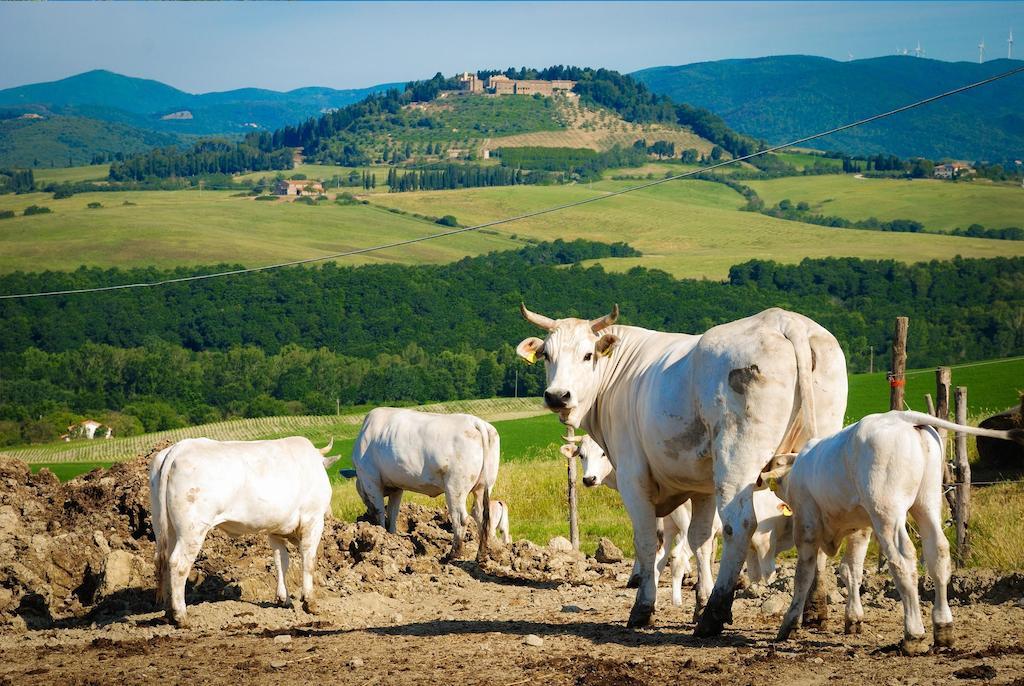 Agriturismo Il Canterino กวาร์ดิสตัลโล ภายนอก รูปภาพ